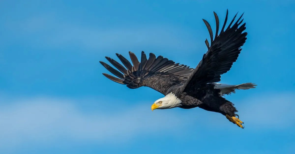 Are There Bald Eagles In Hawaii? Hawaii Star