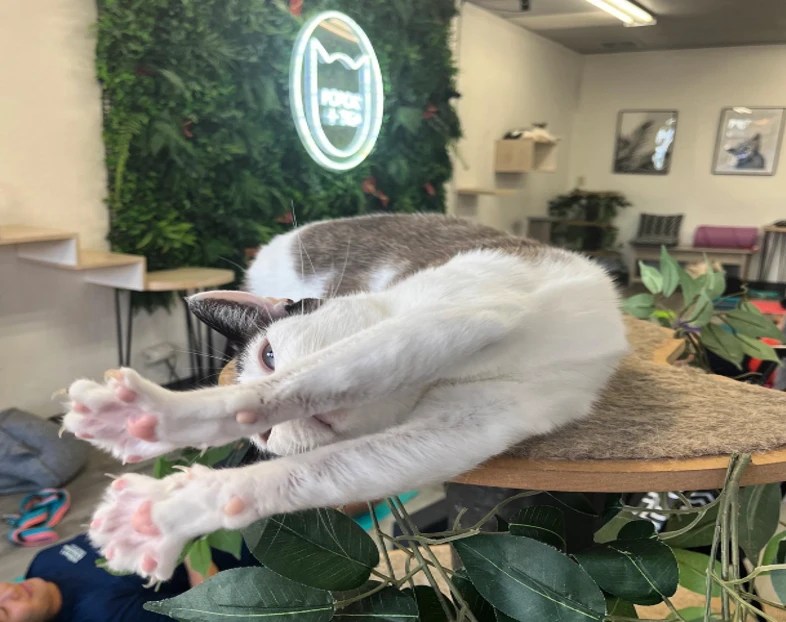 The Ultimate Guide To Cat Cafes In Honolulu Hawaii Star