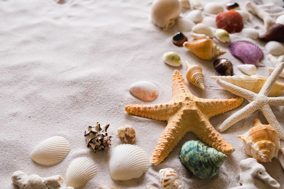 Can You Take Seashells From Hawaii Beaches Legally? Hawaii Star