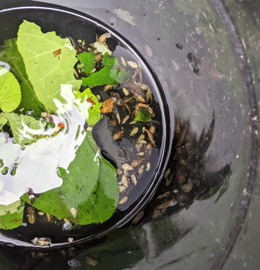My Weird NoTouch Method for Organic Squash Bug Control Hawk Hill