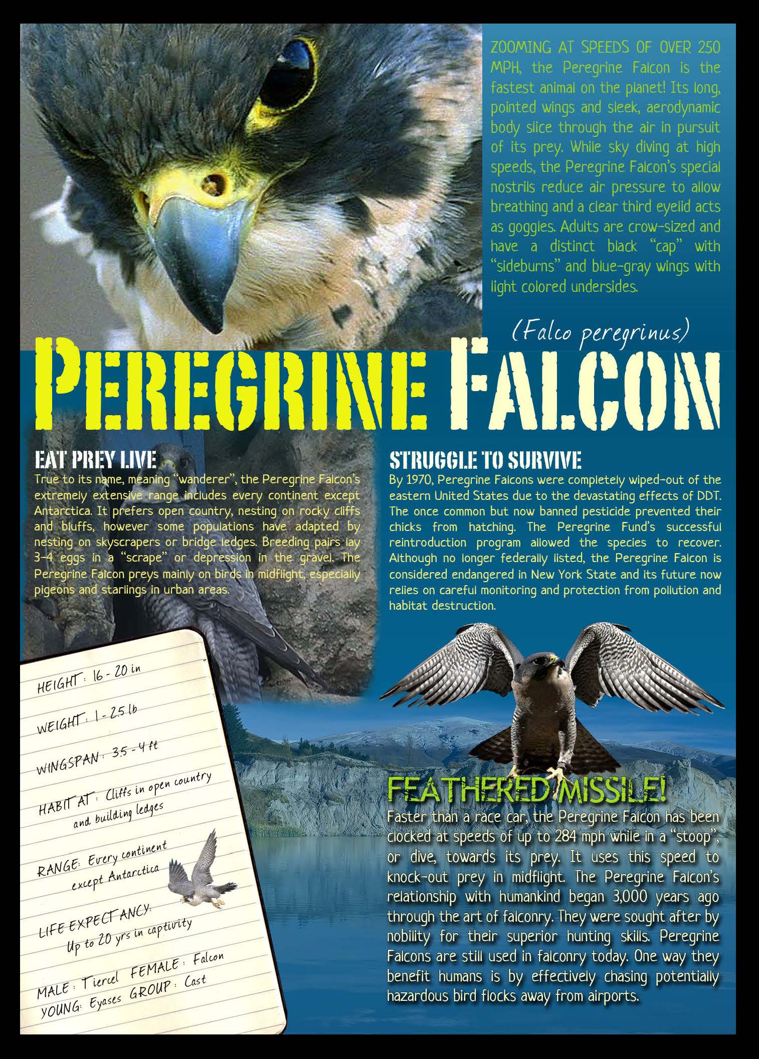 Peregrine Falcon Fact Sheet Hawk Creek Wildlife Center