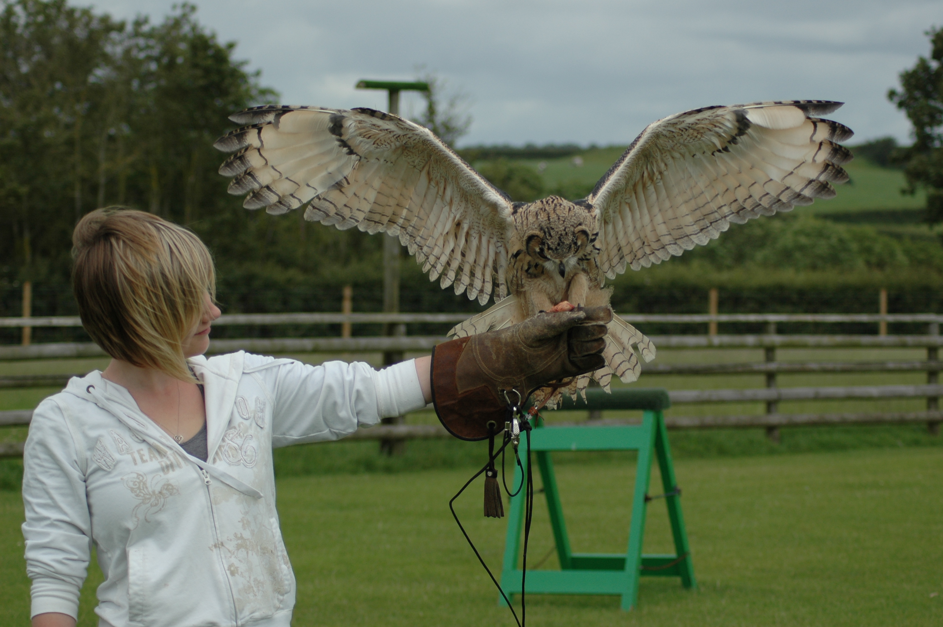 Work Experience Hawkridge Bird of Prey Centre