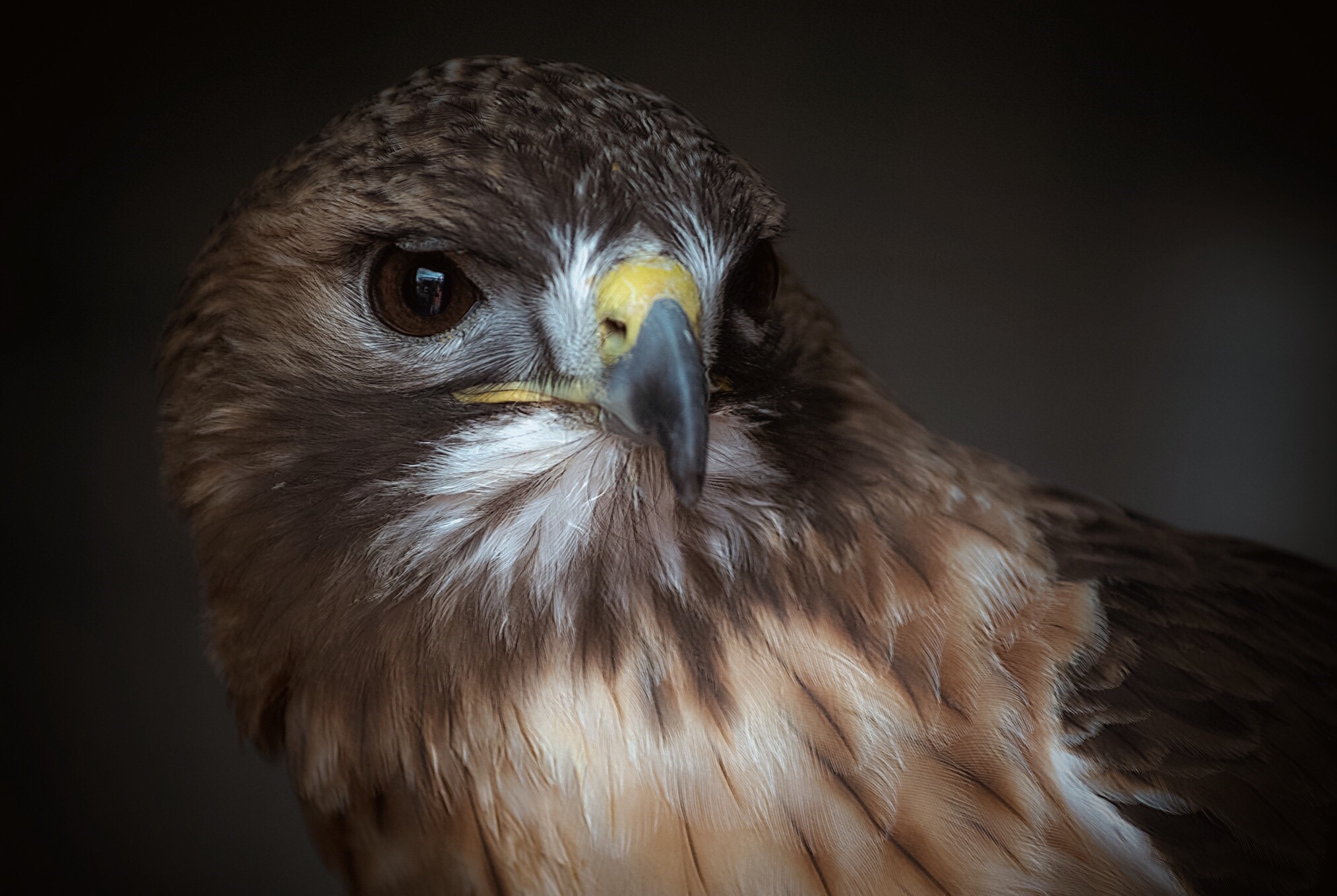 Hawkridge Experience Hawkridge Bird of Prey Centre