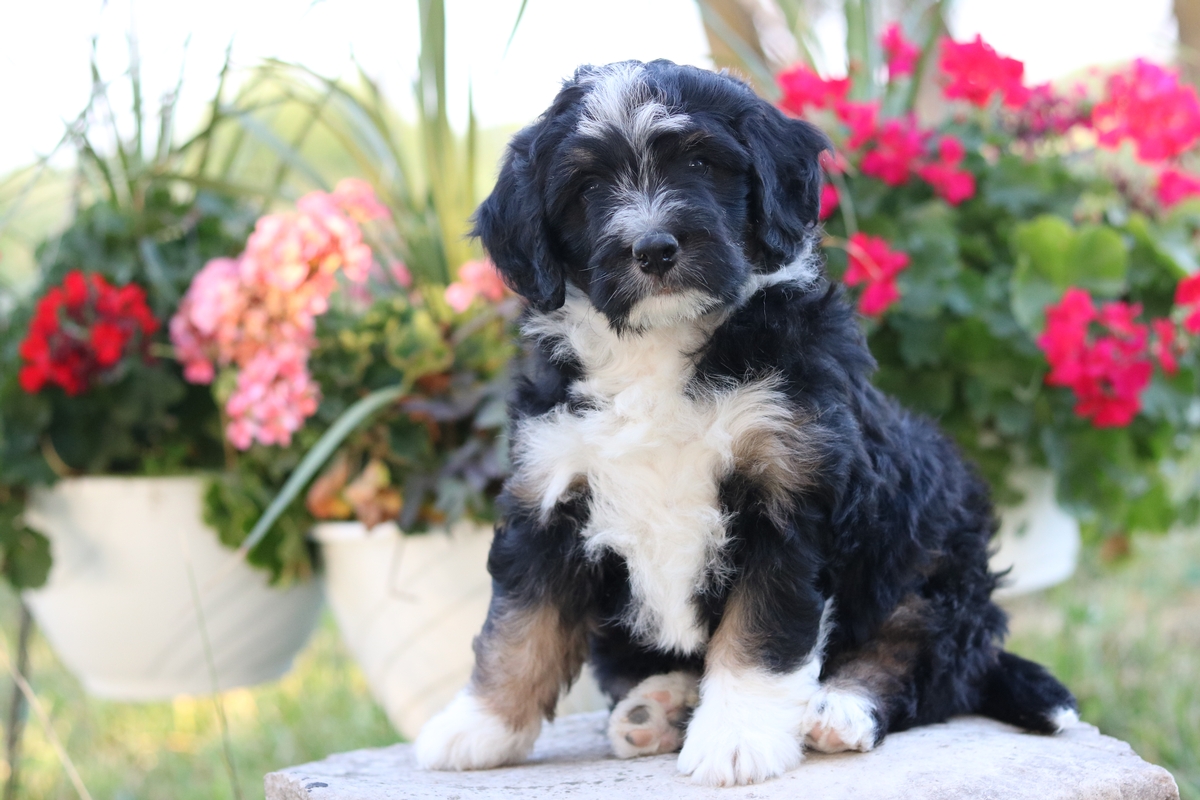 socallightingdesign Bernedoodle Puppies Oregon