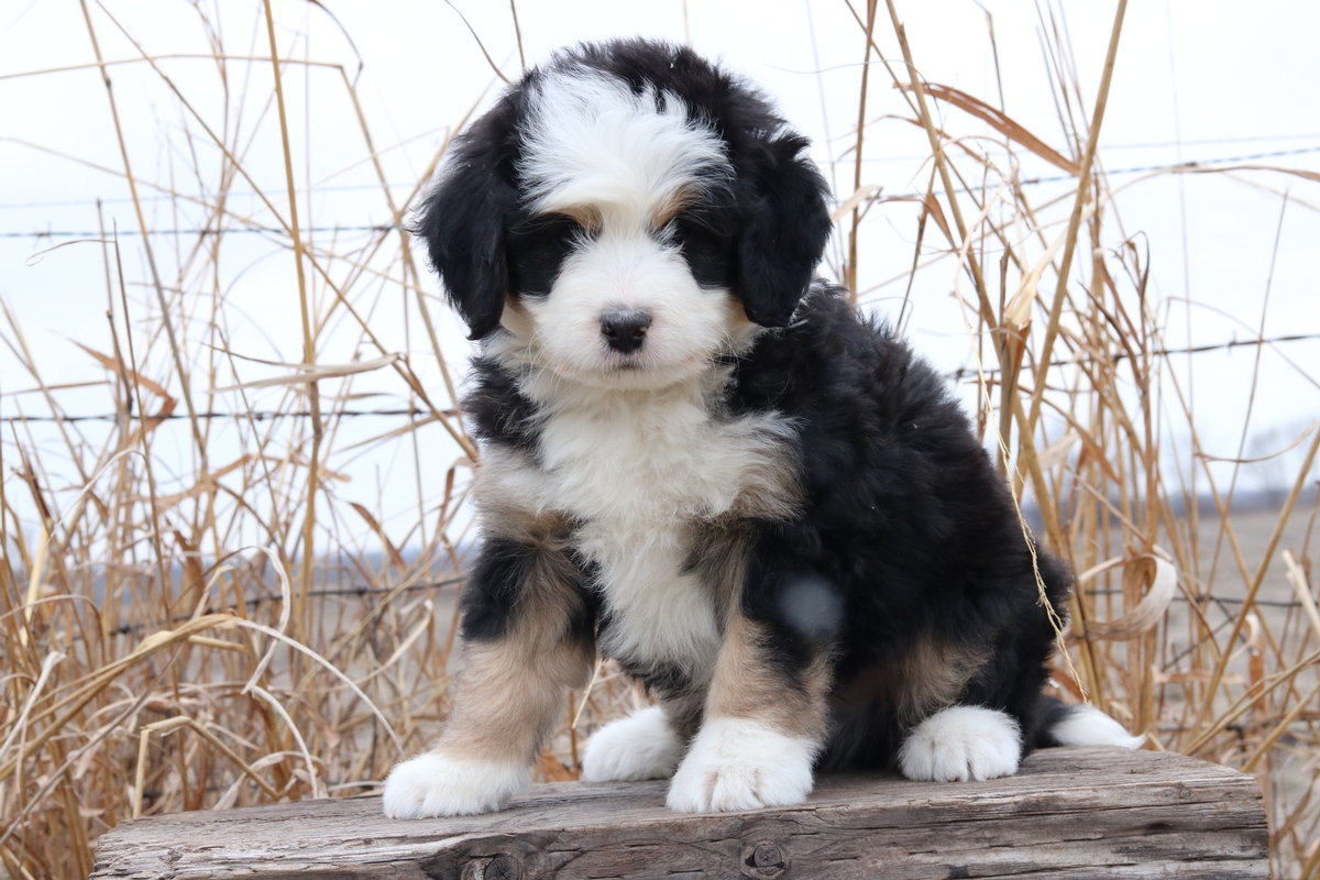 Bernedoodle Puppies sold at HC Bernedoodles