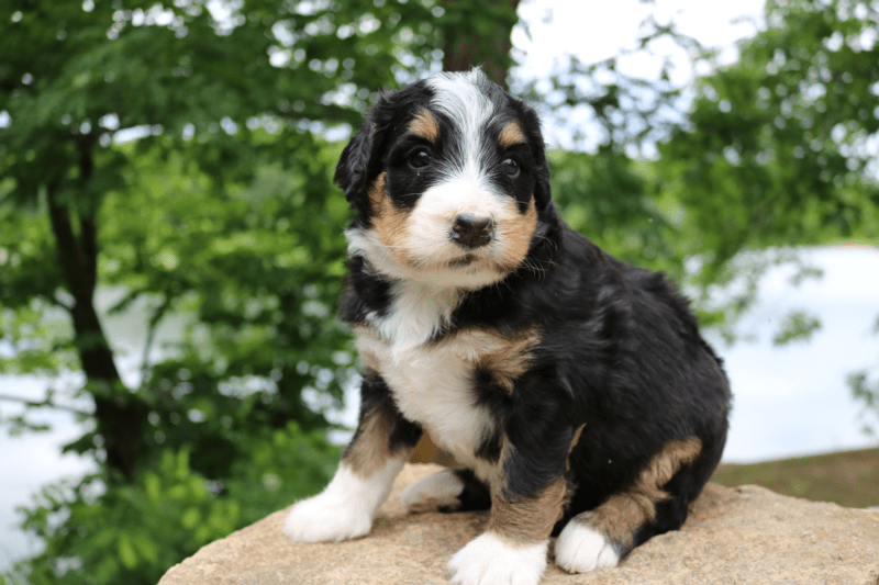 Standard Bernedoodle Breeder Standard Bernedoodle Puppies for Sale