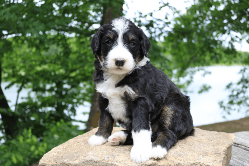 Standard Bernedoodle puppy Illinois