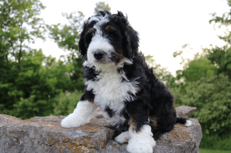 Standard Bernedoodle Breeder Standard Bernedoodle Puppies for Sale