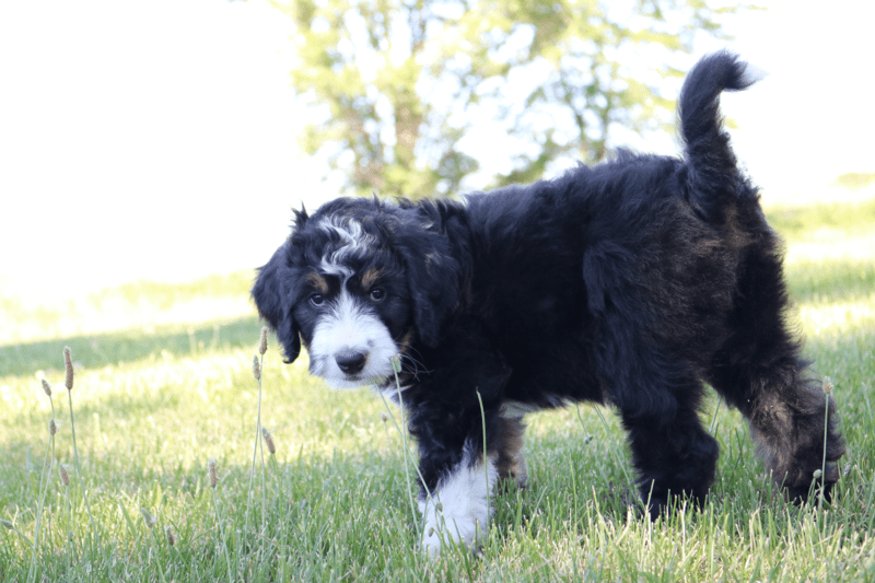 Standard Bernedoodle puppy Illinois