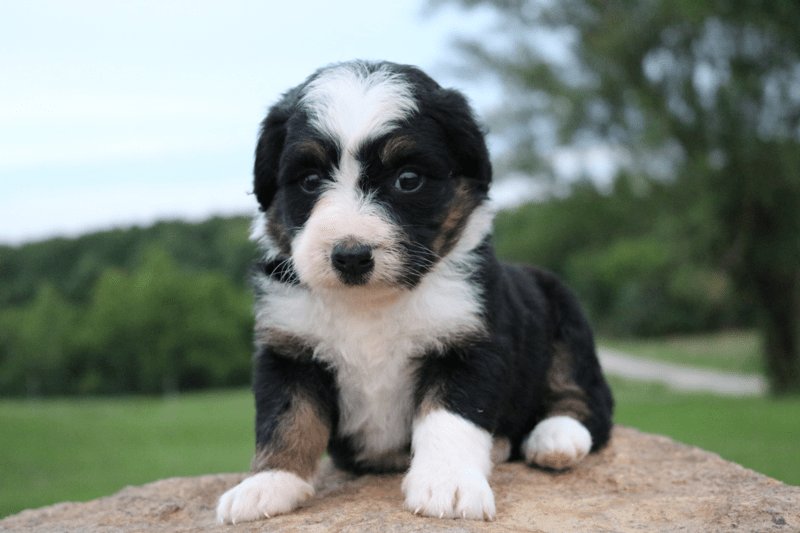 mini bernedoodle Illinois
