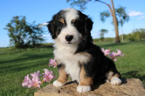 Bernedoodle Puppies sold at HC Bernedoodles