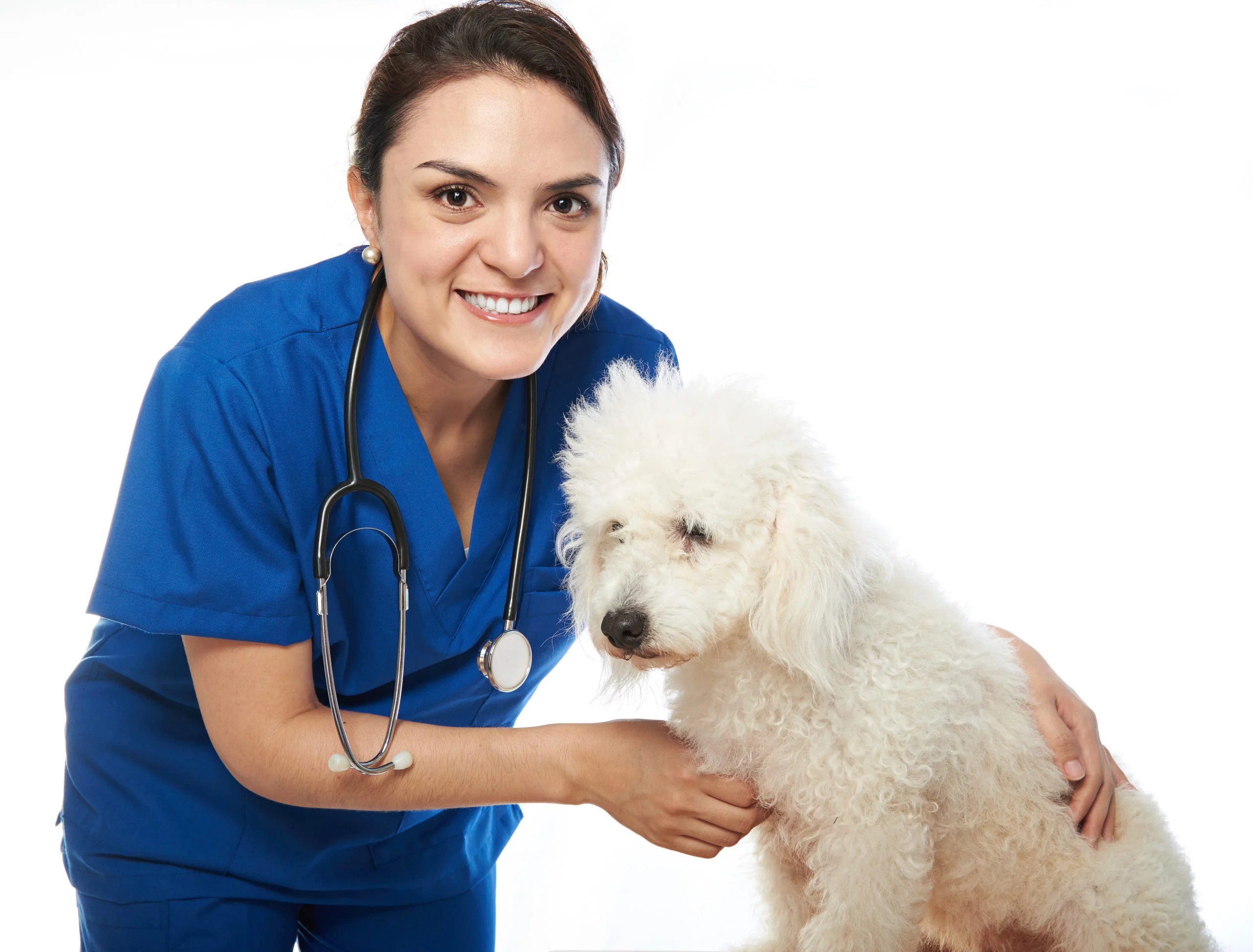5 Skills You Need to Succeed as a Veterinary Assistant HCI College