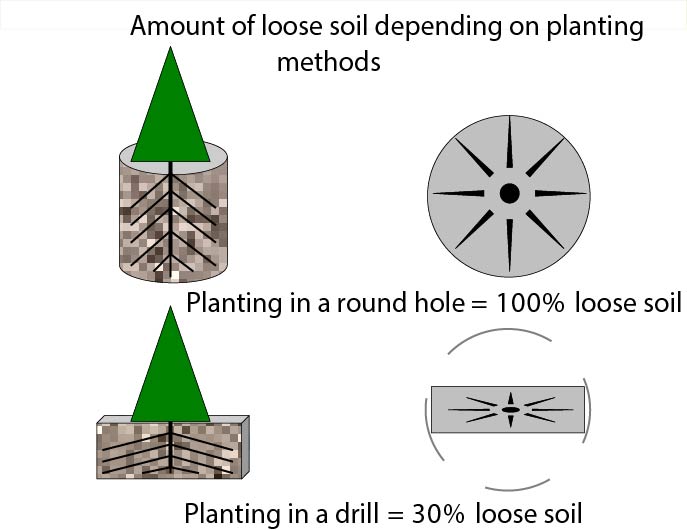 Bud formation and growth in Christmas trees