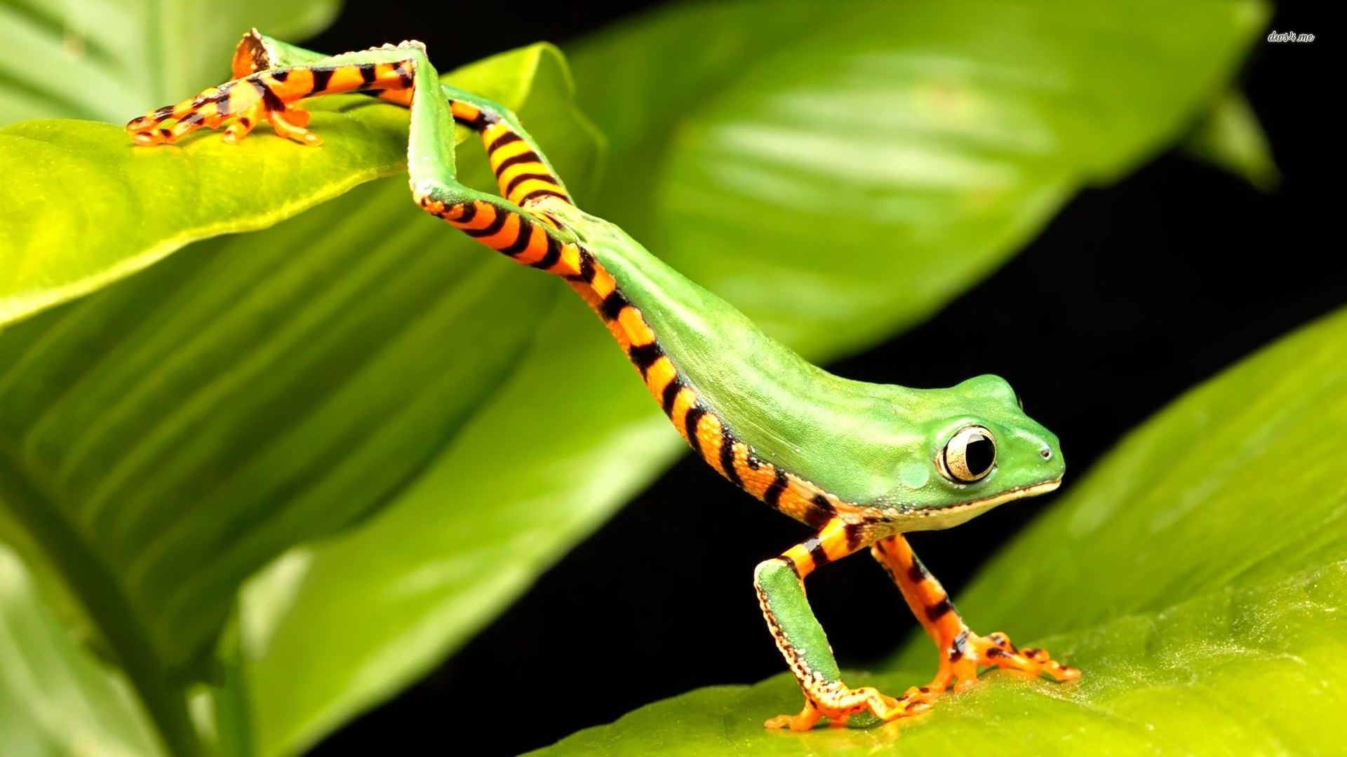 Frog Free Wallpapers