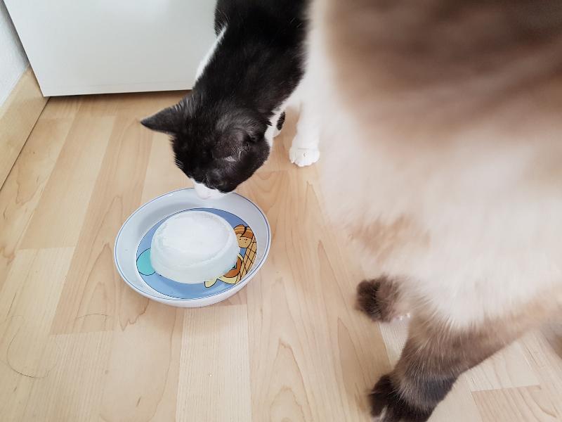 Katze Im Sommer Rasieren information online