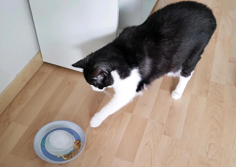 Katze Im Sommer Rasieren information online