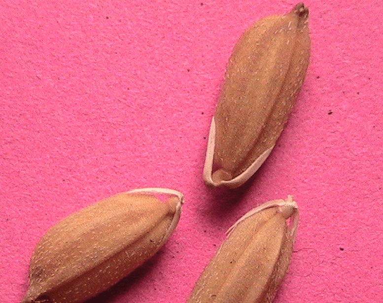 Top 10 health benefits of Red rice