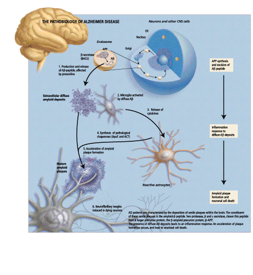 Dementia Biological and Clinical AdvancesPart II