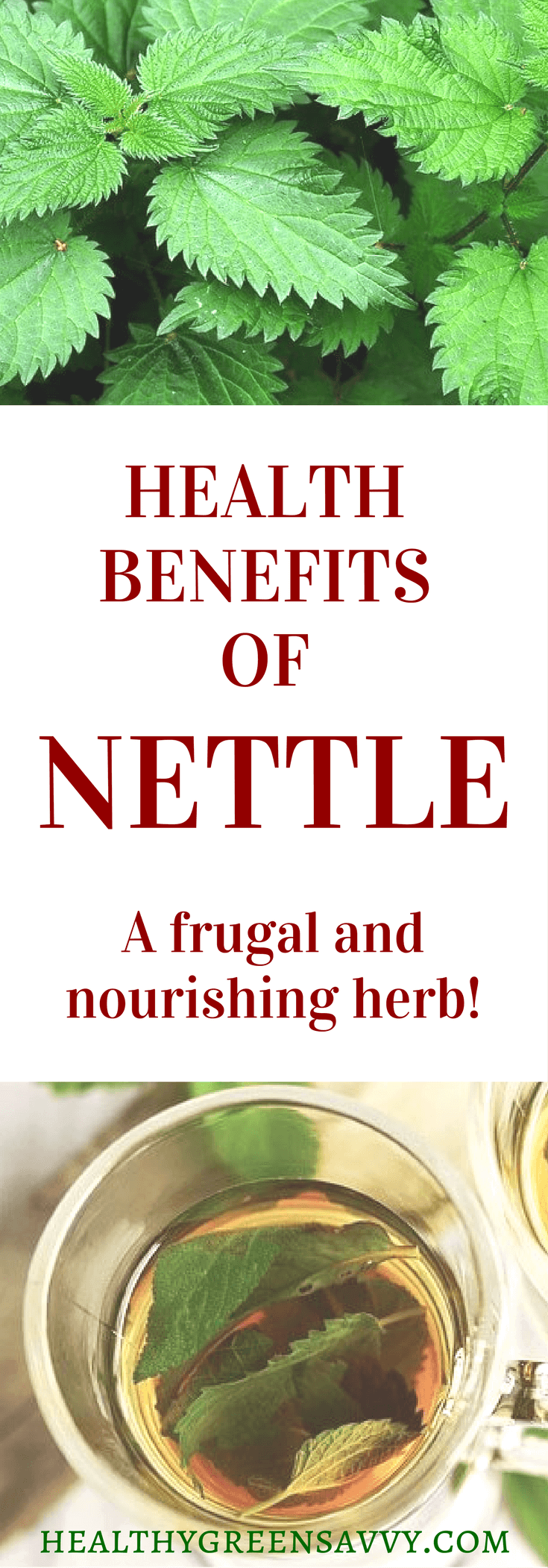 Benefits of Nettle Tea Why to Brew Up This Healing Herb