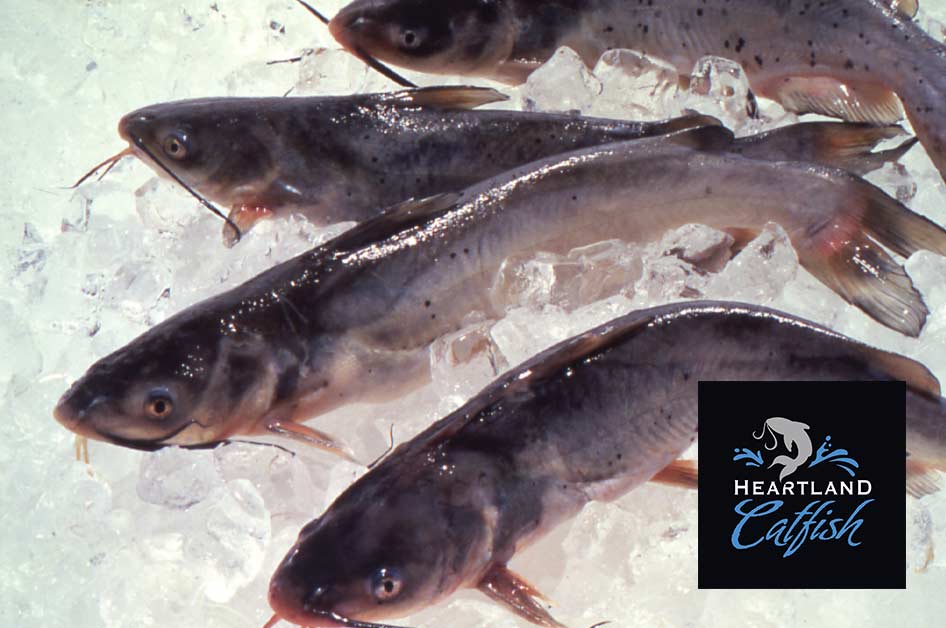 How to Incorporate Catfish into your FarmtoTable Diet