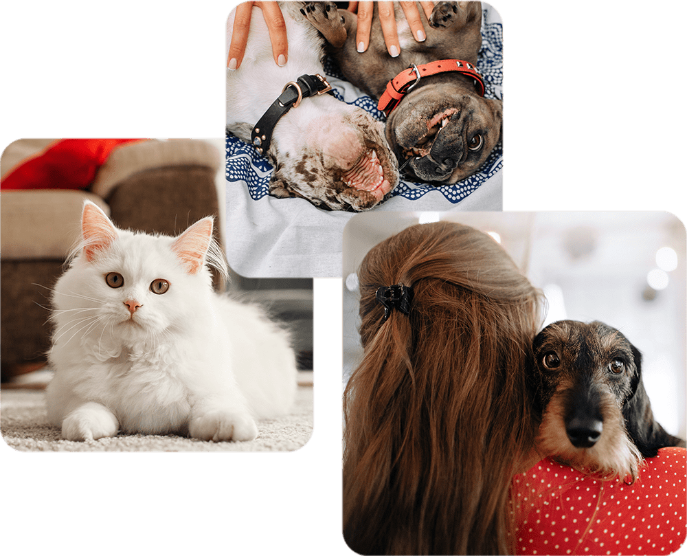 Heart of Brooklyn Veterinary Hospital Vets in Brooklyn