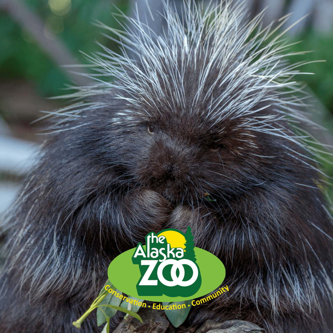 Hearts and Hands of Care Alaska Zoo