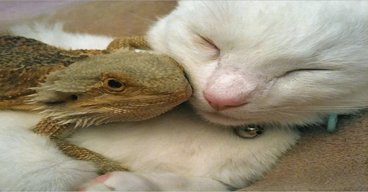 Bearded dragons and cats tough friends ...