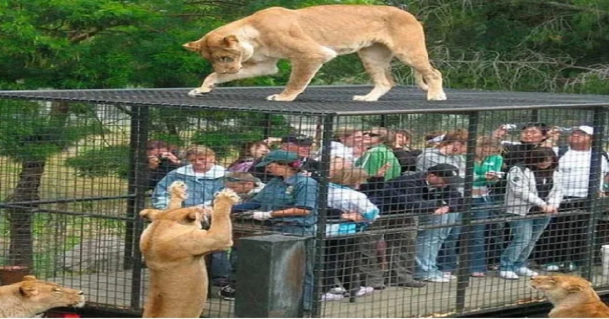 “Reverse Zoo” Puts Humans In A CageLike Tour Car So The Animals Can