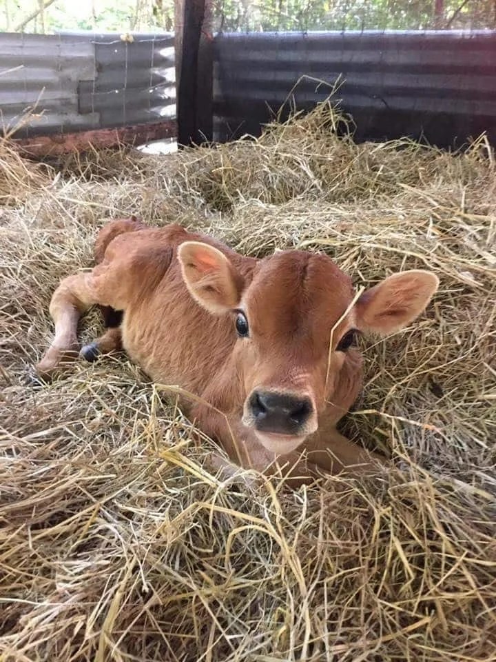 Piglet Helps Save A Sick Calf From Being Euthanized