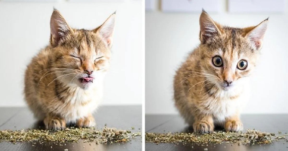 Hilarious And Cute Photos Of Cats Going Crazy For Catnip Cau EroFound