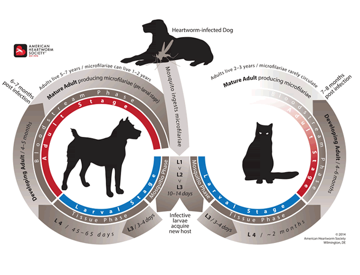 Heartworm Tx Dosage