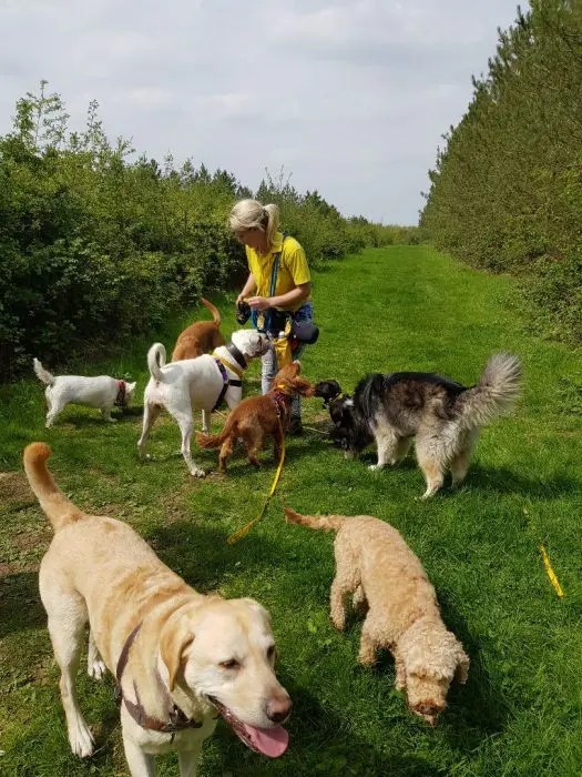 A Day in the Life of a Team Leader » Heathers Pet Care
