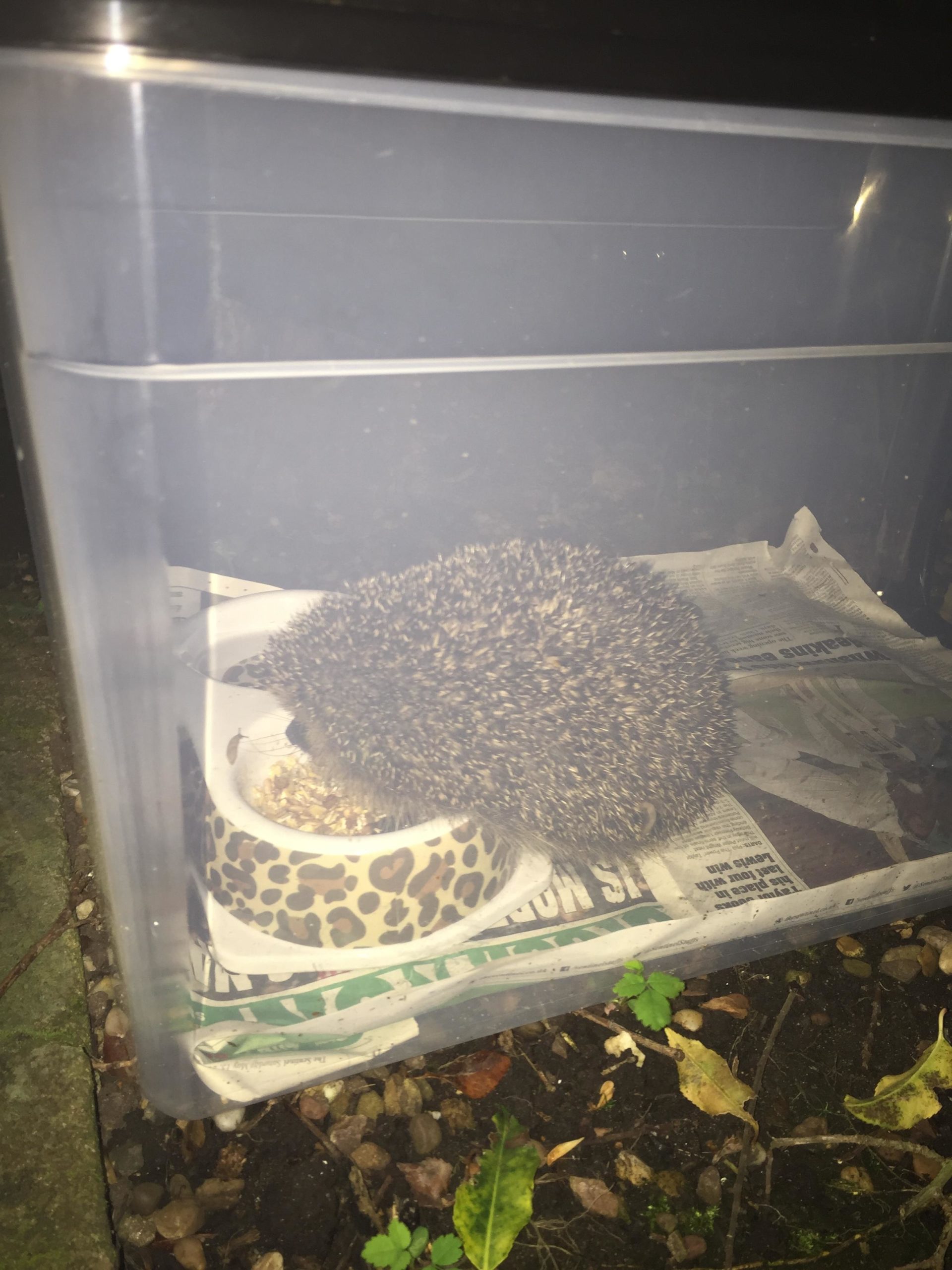 Tips to keep cats away from hedgehog food Hedgehog Street