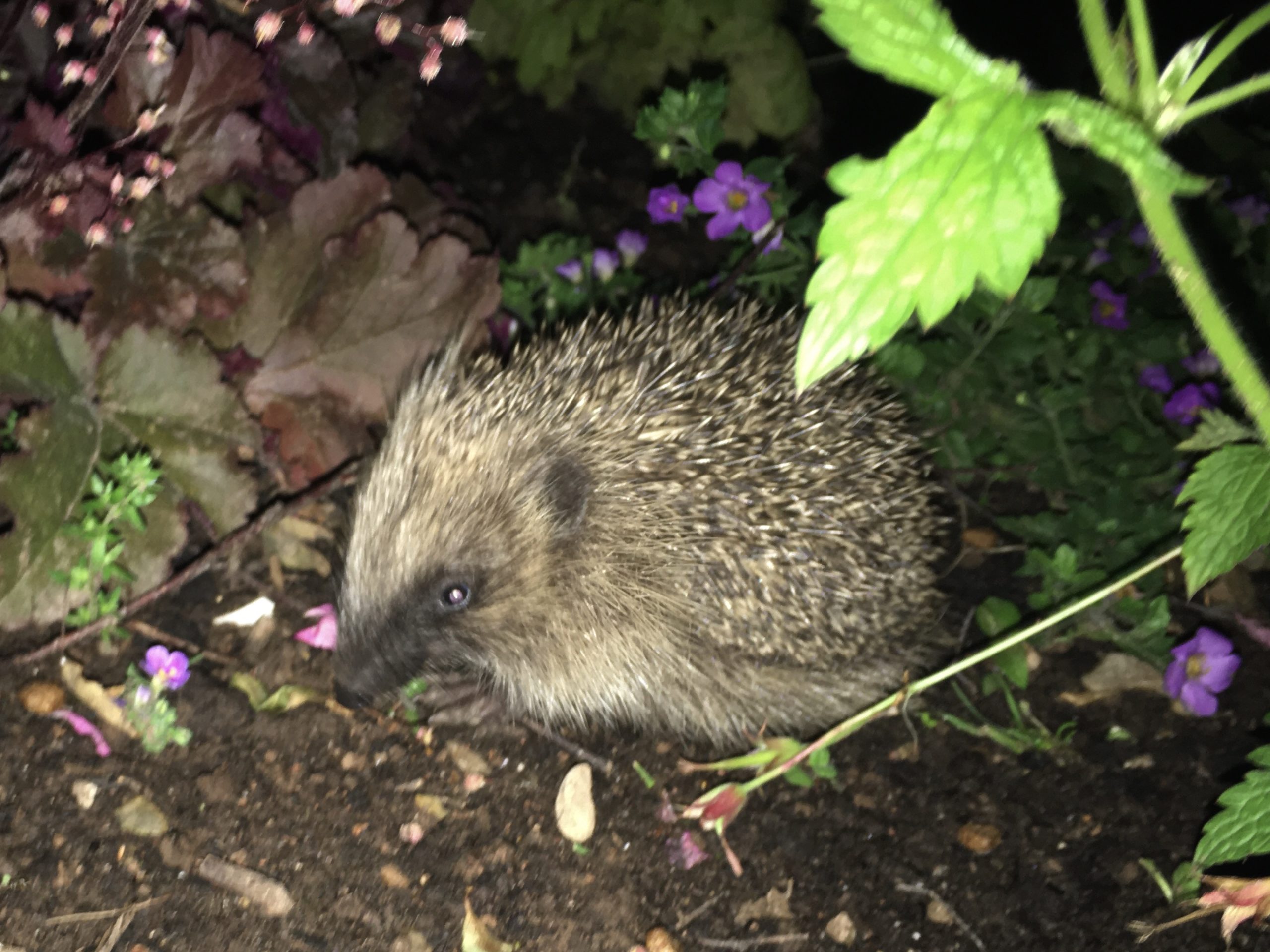 Home Hedgehog Street