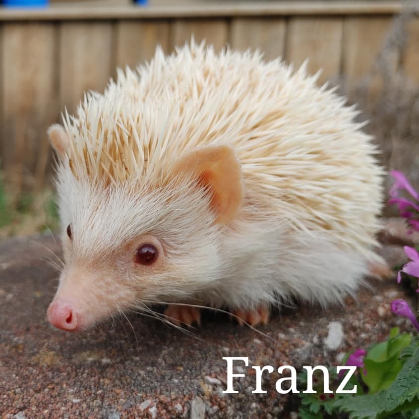 Our Herd the hedgies of Hedgehog Valley