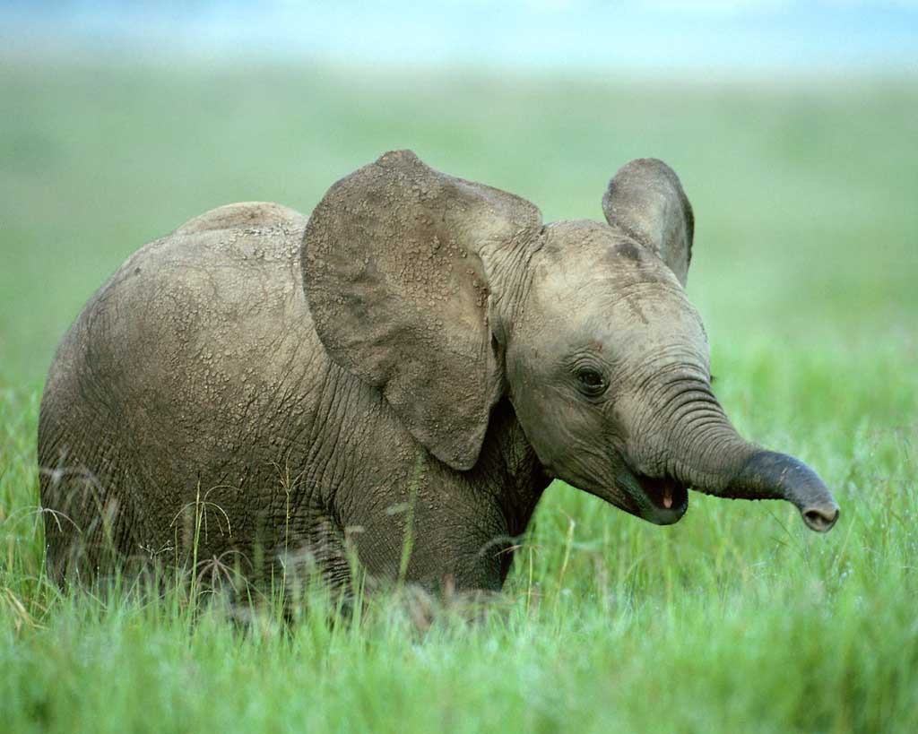Young Elephant