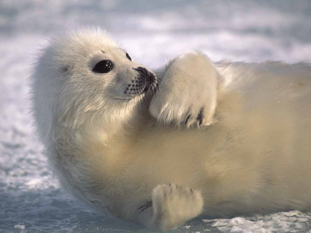 Seal Relaxing