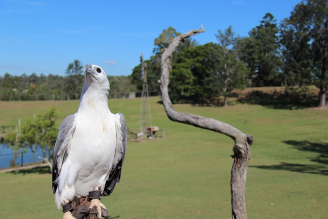 Australian Wildlife