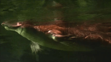 Platypus at Lone Pine