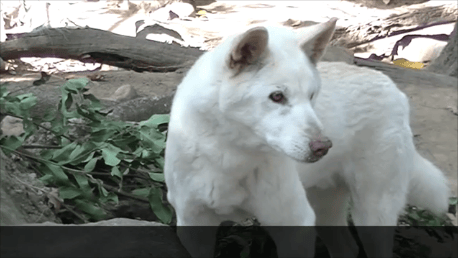 alpine dingo 3