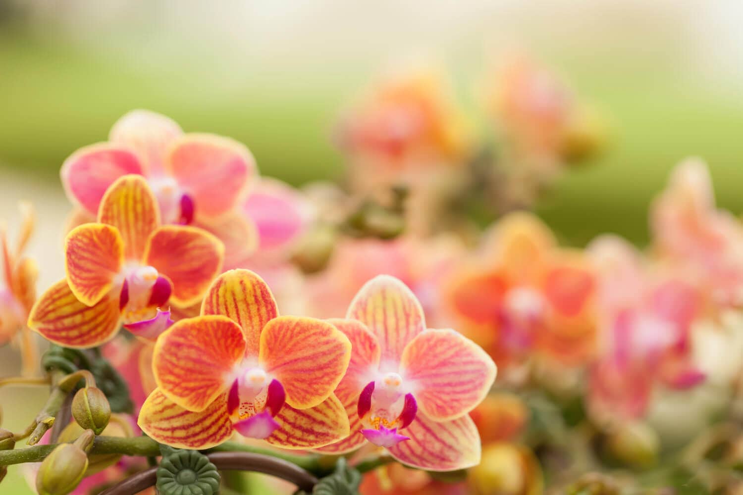 Orchideen HeimHelden®