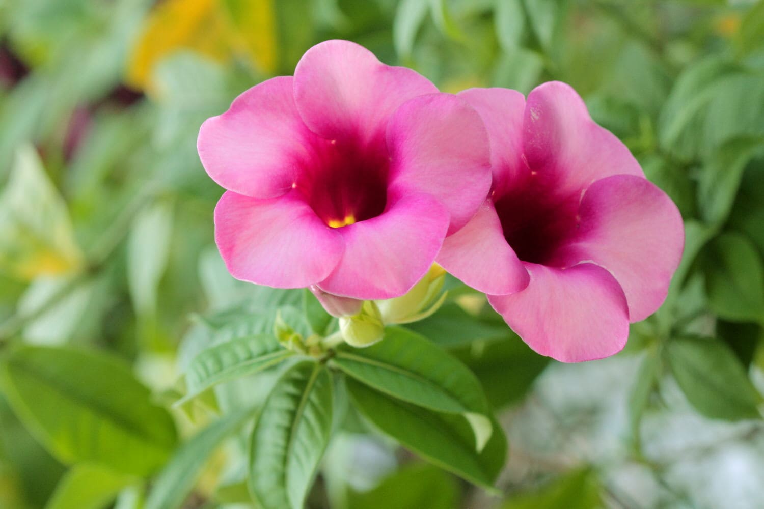 Dipladenia (Mandevilla) Standort, Schneiden, Überwintern
