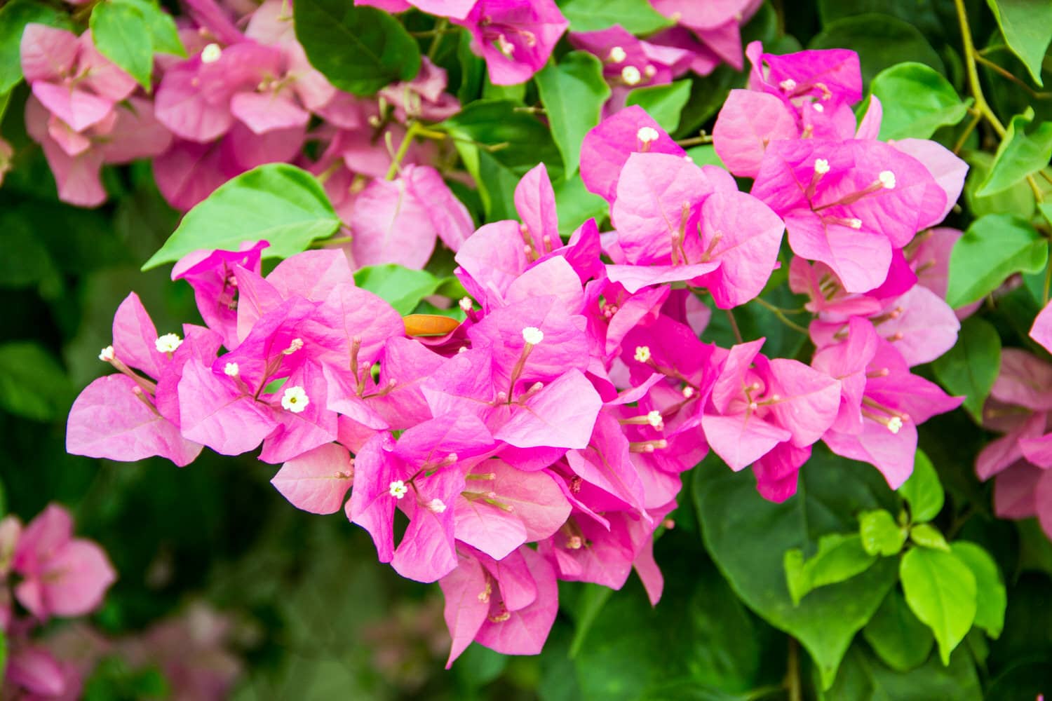 Drillingsblume (Bougainvillea) Schneiden, Pflege, Kaufen HeimHelden