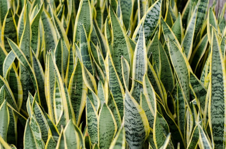 Bogenhanf (Sansevieria) Pflegen, Vermehren und