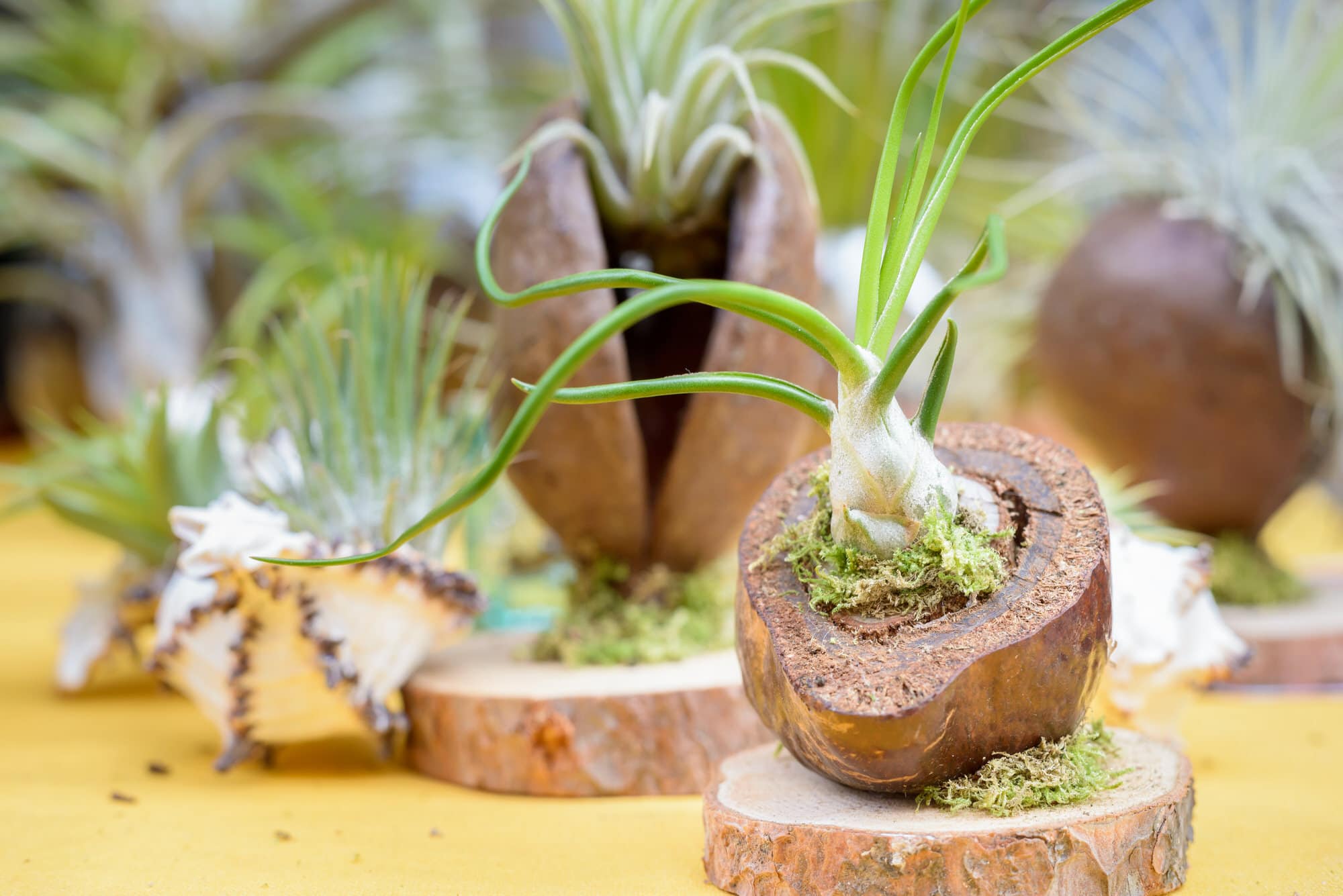 Tillandsien (Tillandsia) Pflege, Aufbinden und Überwintern HeimHelden