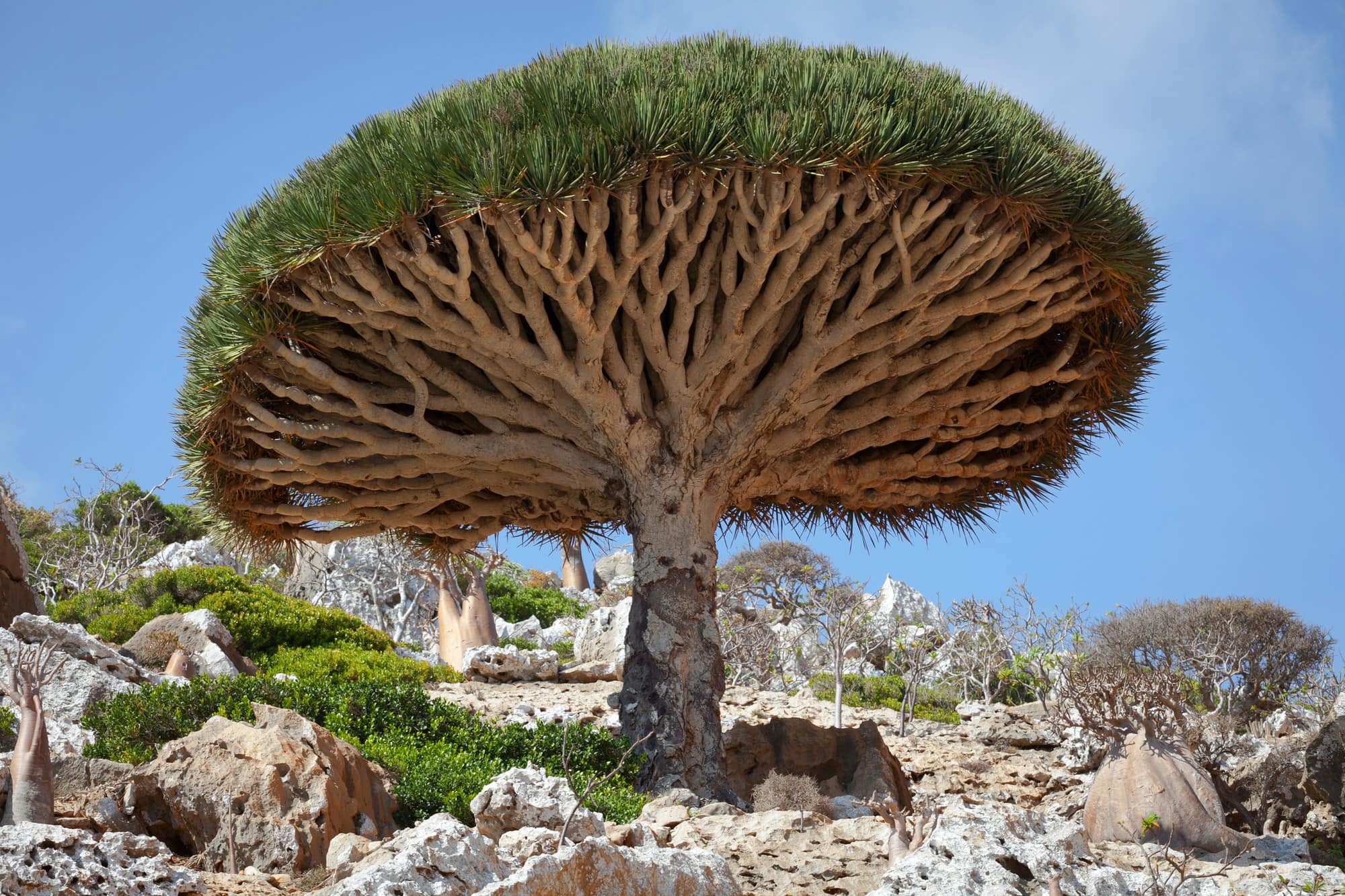 Drachenbaum (Dracaena) Pflege, Vermehrung und Schneiden