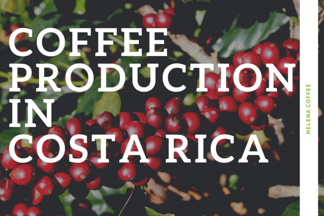 Coffee Production In Costa Rica Helena Coffee Vietnam