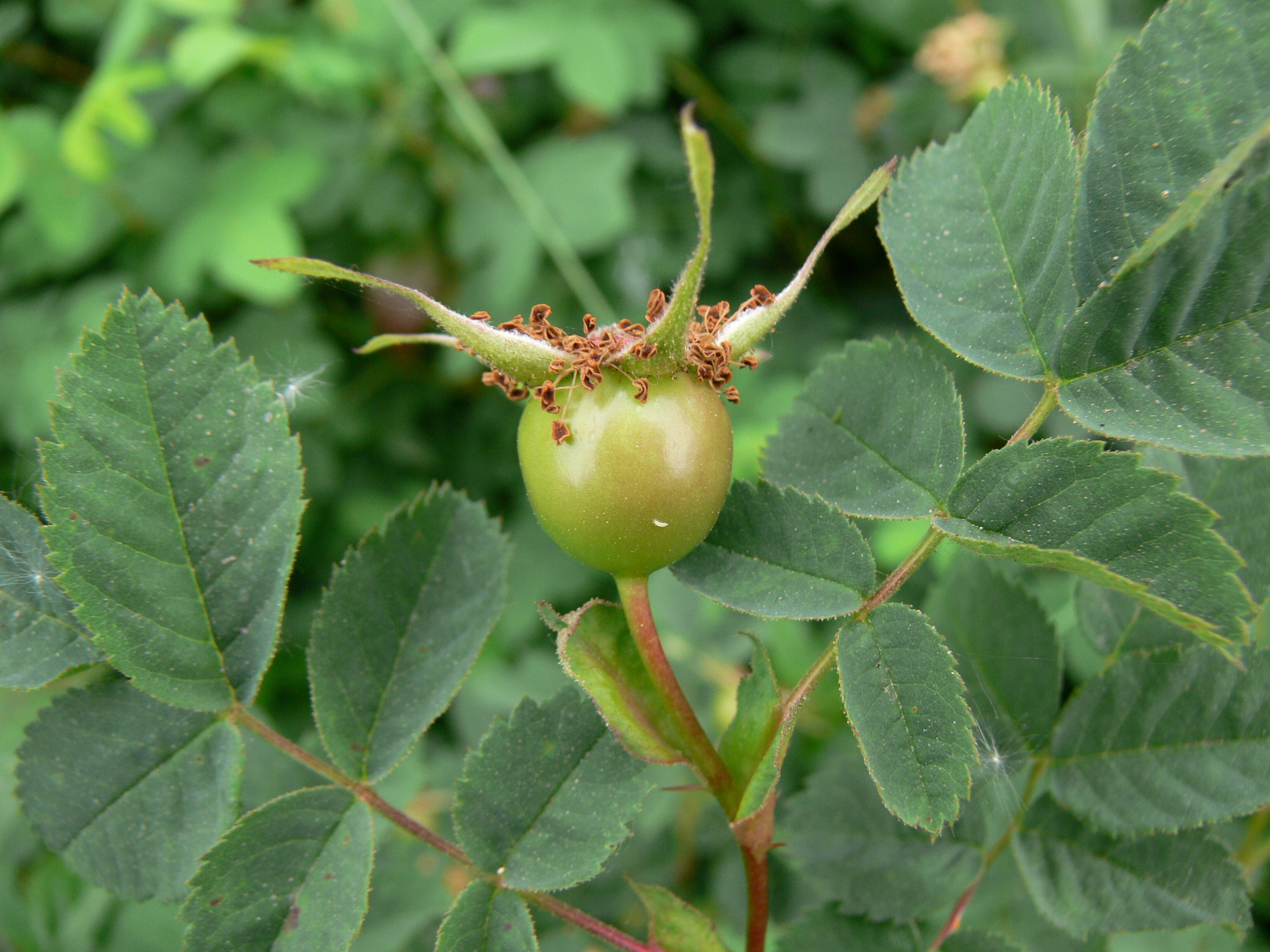 Rose Hip « Hella Delicious