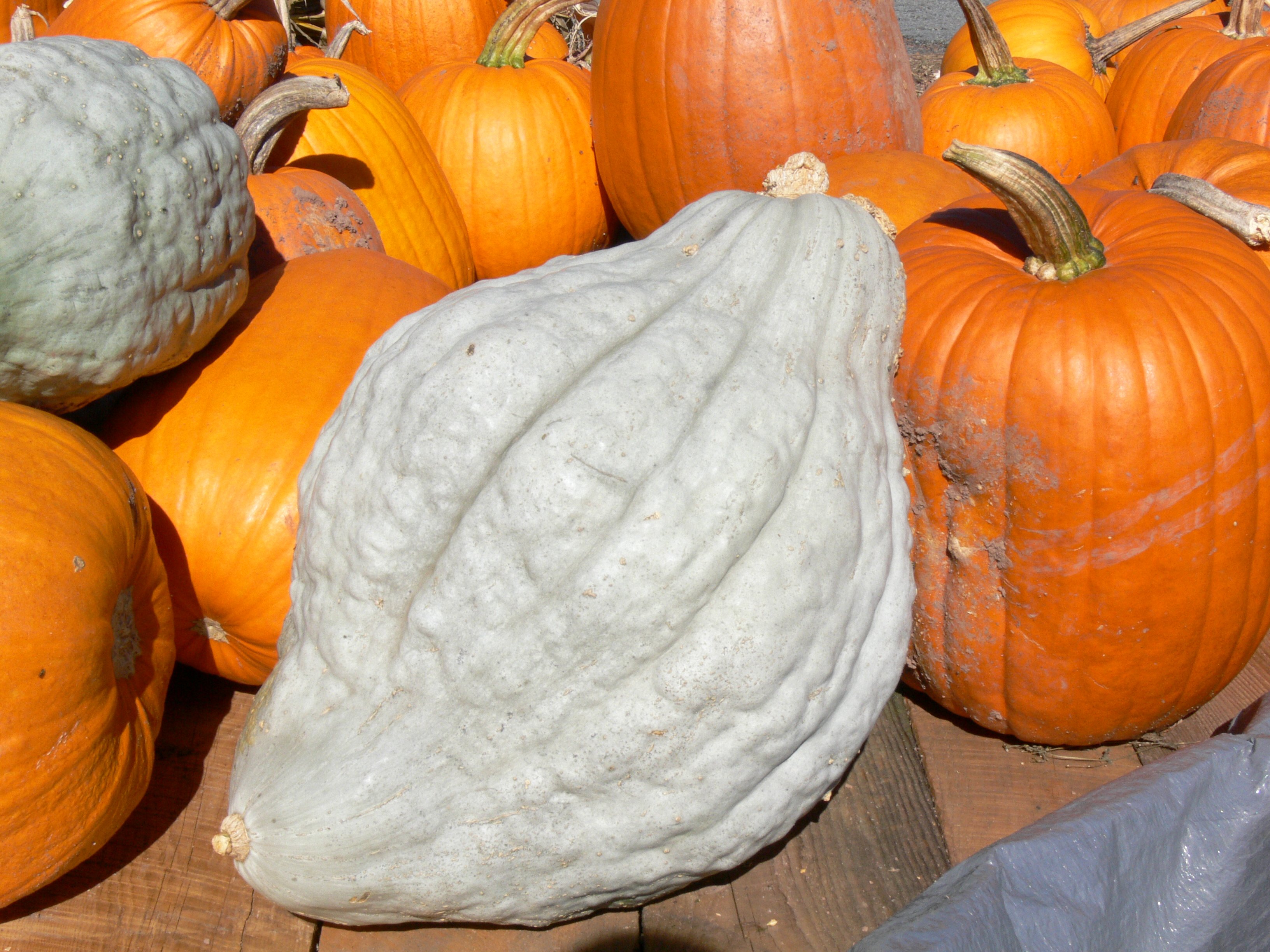 Hubbard Squash « Hella Delicious