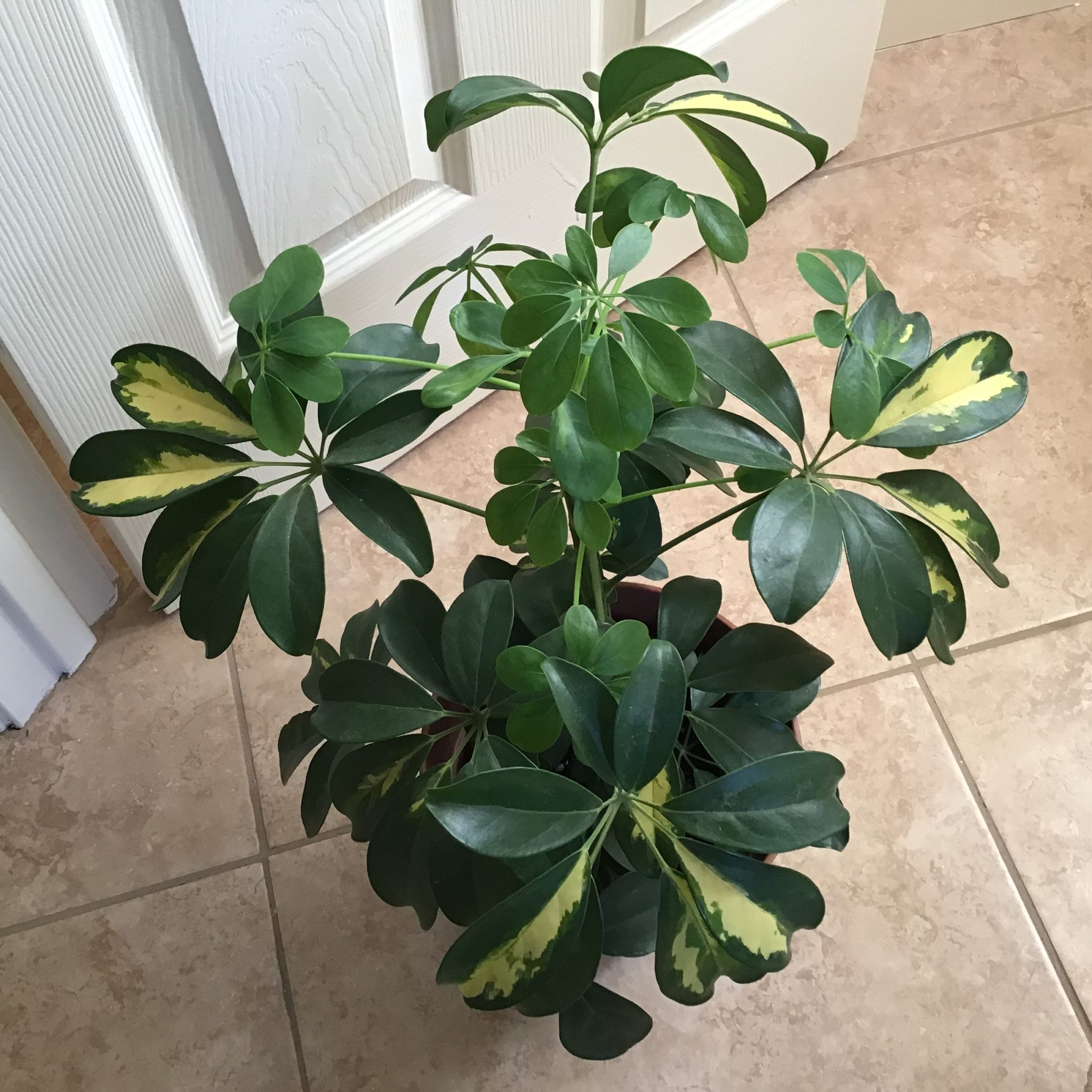A Short and Simple Guide to Schefflera (Arboricola) Hello Fronds